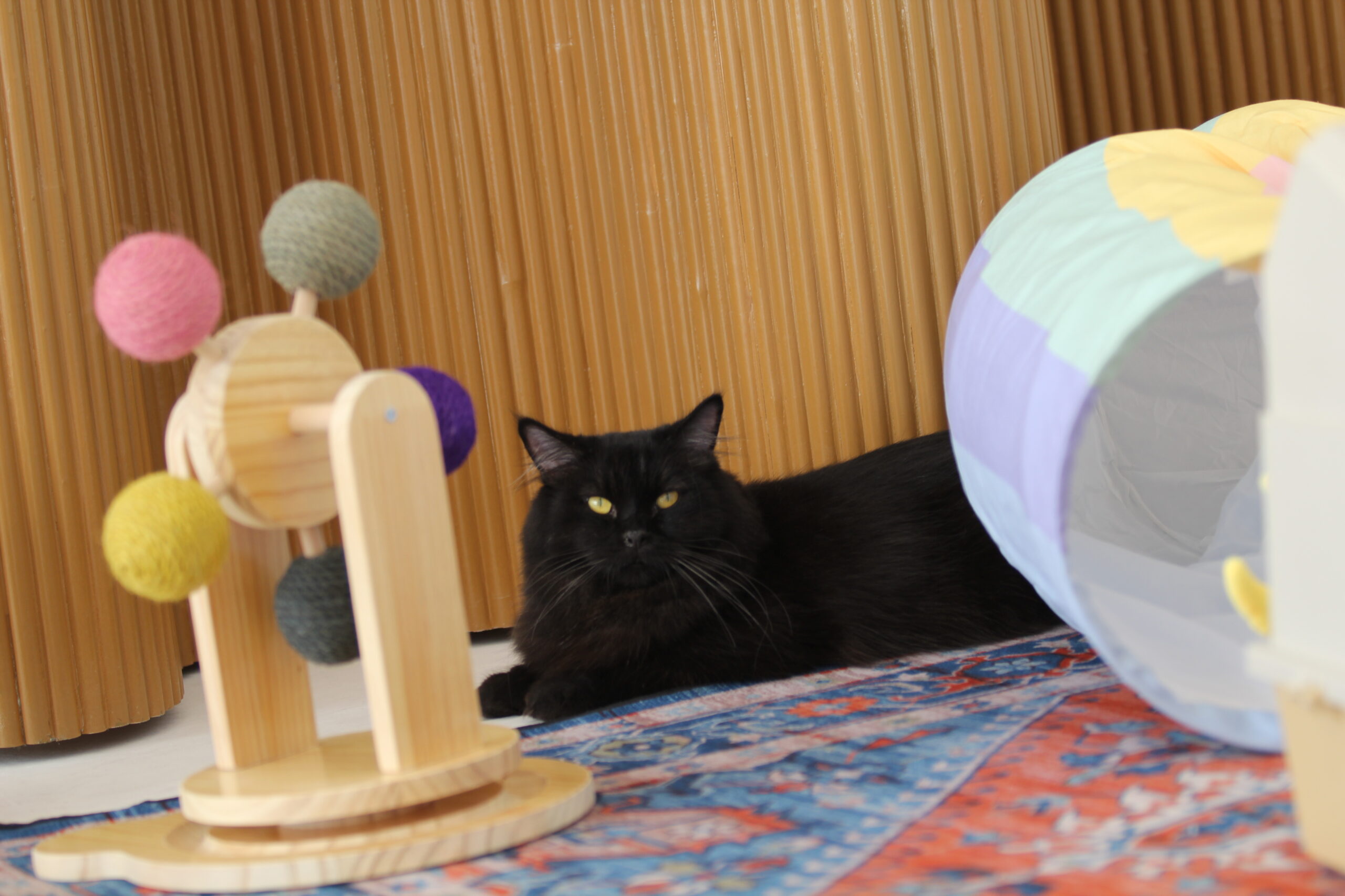 Aksesoris Kucing dan Anjing