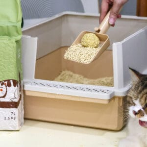 aksesoris kucing modern