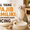 Hal yang Wajib Dimiliki Sebelum Memelihara Kucing
