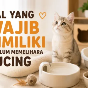 Hal yang Wajib Dimiliki Sebelum Memelihara Kucing