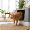 Kucing keluar dari litter box bersih di rumah terang