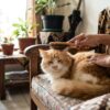 Menyisir bulu kucing dengan lembut di rumah