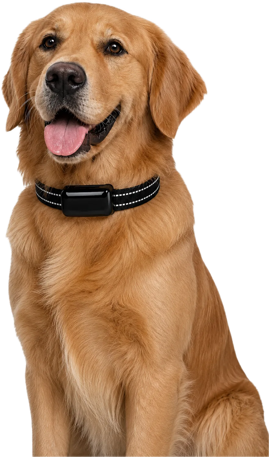 Golden retriever memakai OnlyPets Smart GPS Tracker di kalungnya