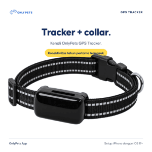 OnlyPets GPS Tracker hitam dengan collar, konektivitas tahun pertama termasuk; setup iPhone iOS 17+