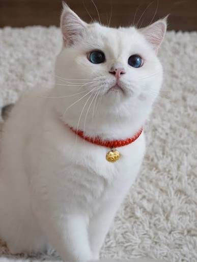 Mochi