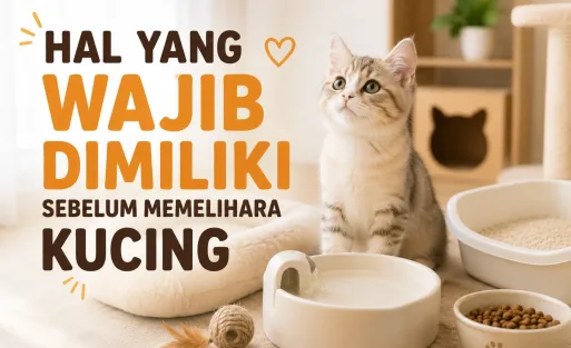 Hal yang Wajib Dimiliki Sebelum Memelihara Kucing