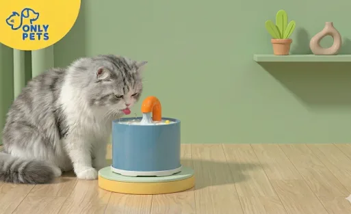 Kenapa Kucing Suka Minum dari Fountain