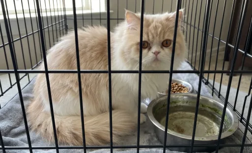 kesalahan merawat kucing dehidrasi