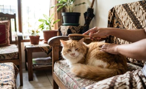 Menyisir bulu kucing dengan lembut di rumah