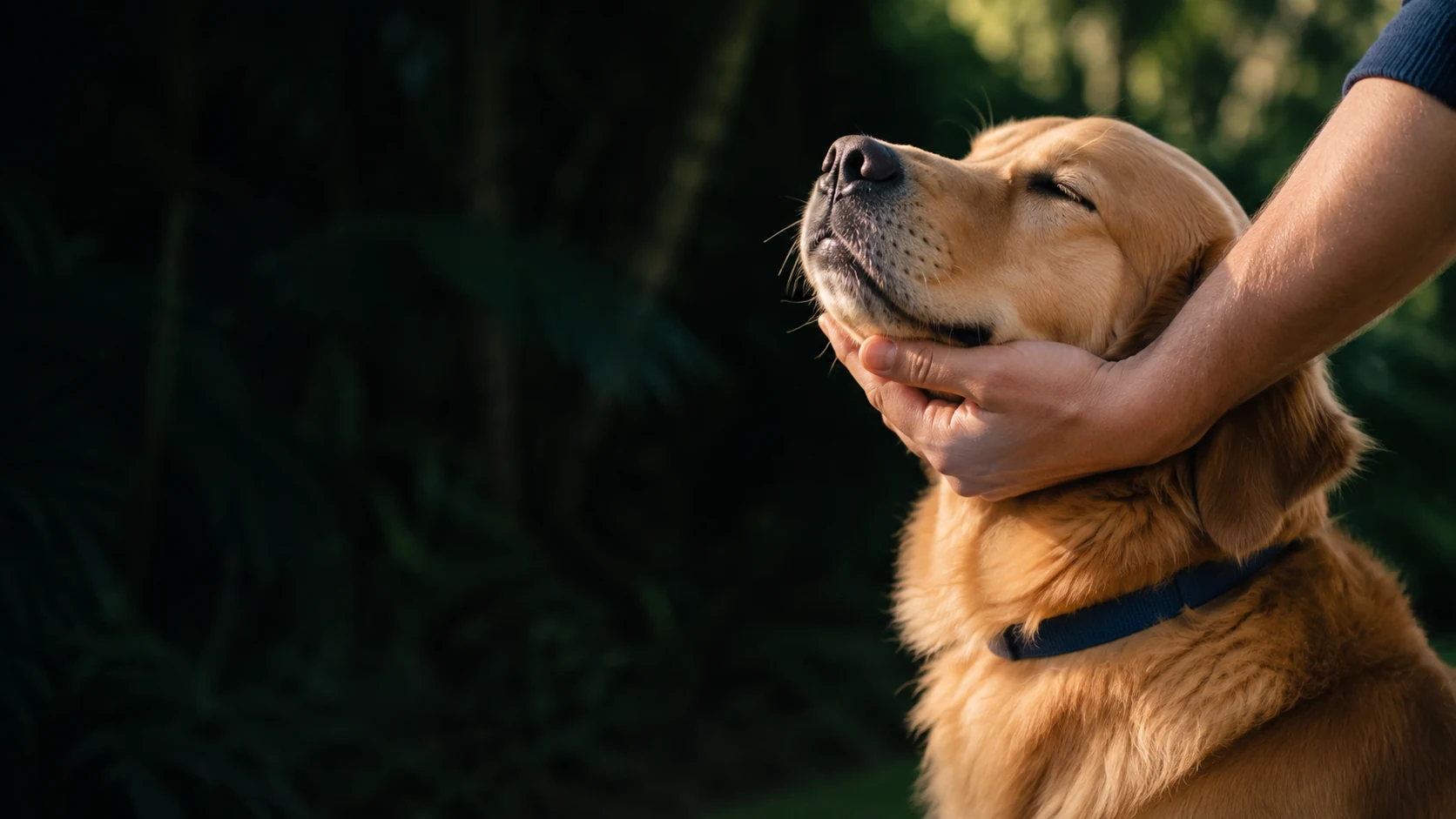 Ilustrasi momen hangat: seekor golden retriever bersandar pada tangan pemiliknya.